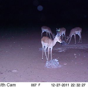 Trail Camera Namibia