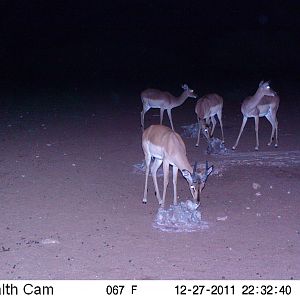 Trail Camera Namibia