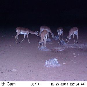 Trail Camera Namibia