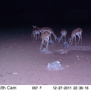 Trail Camera Namibia