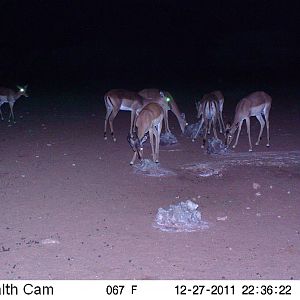 Trail Camera Namibia