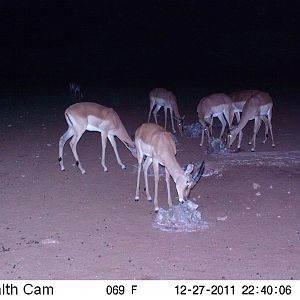 Trail Camera Namibia