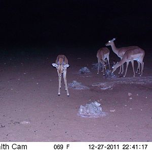 Trail Camera Namibia