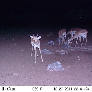 Trail Camera Namibia