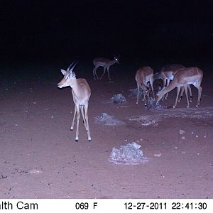 Trail Camera Namibia