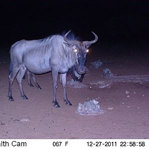 Trail Camera Namibia