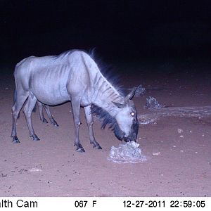 Trail Camera Namibia