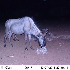 Trail Camera Namibia