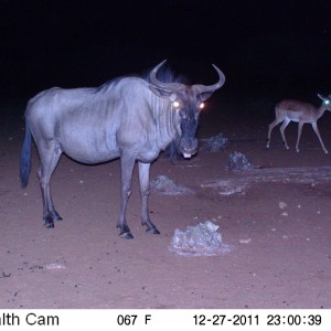 Trail Camera Namibia