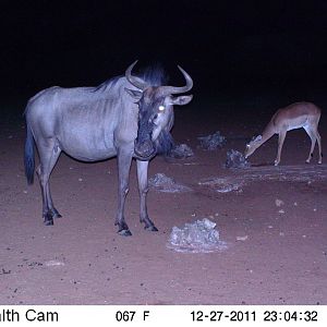 Trail Camera Namibia