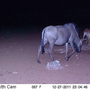 Trail Camera Namibia