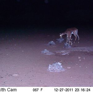 Trail Camera Namibia