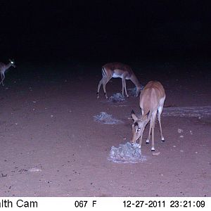 Trail Camera Namibia