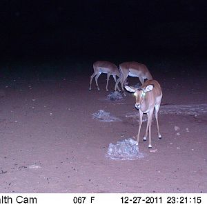 Trail Camera Namibia