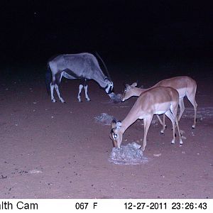 Trail Camera Namibia