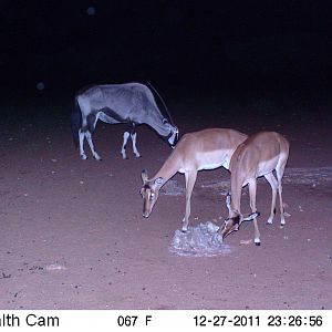 Trail Camera Namibia