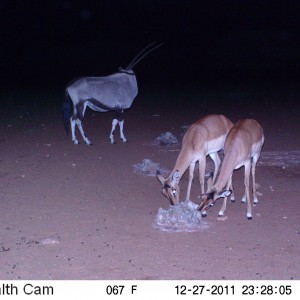 Trail Camera Namibia