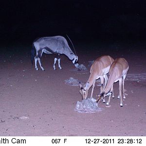 Trail Camera Namibia