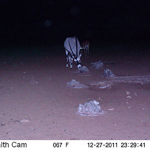 Trail Camera Namibia