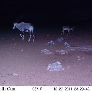 Trail Camera Namibia