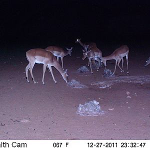 Trail Camera Namibia