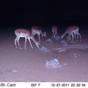 Trail Camera Namibia