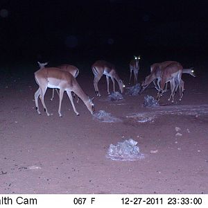 Trail Camera Namibia