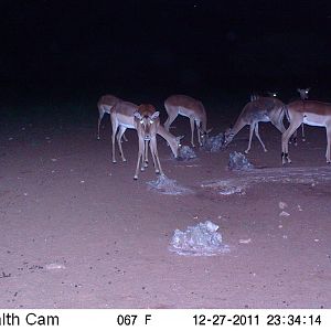 Trail Camera Namibia