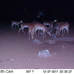 Trail Camera Namibia