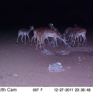 Trail Camera Namibia