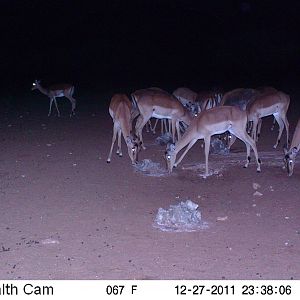 Trail Camera Namibia