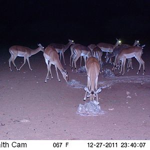 Trail Camera Namibia