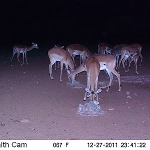 Trail Camera Namibia