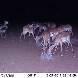 Trail Camera Namibia