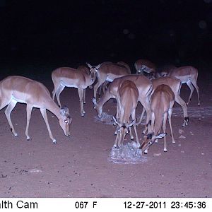 Trail Camera Namibia