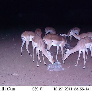 Trail Camera Namibia