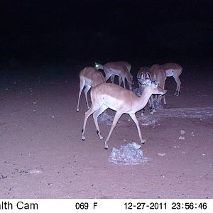 Trail Camera Namibia