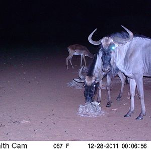 Trail Camera Namibia