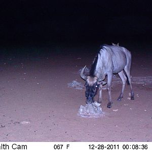 Trail Camera Namibia