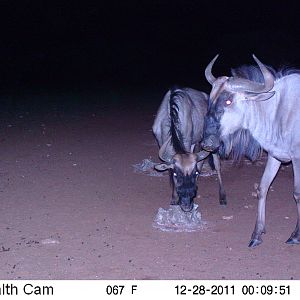 Trail Camera Namibia