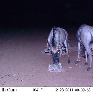 Trail Camera Namibia