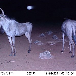 Trail Camera Namibia