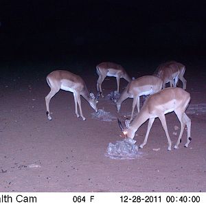 Trail Camera Namibia