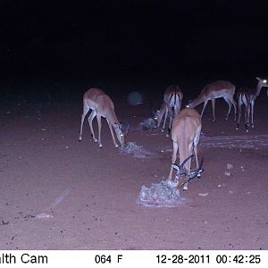 Trail Camera Namibia