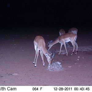 Trail Camera Namibia