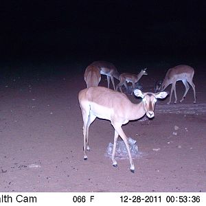 Trail Camera Namibia