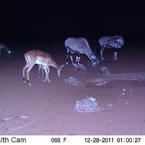 Trail Camera Namibia