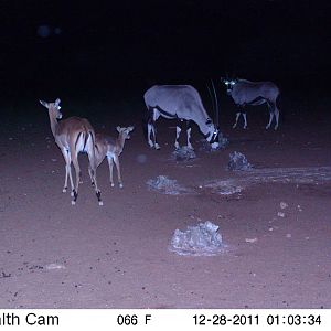 Trail Camera Namibia