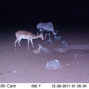 Trail Camera Namibia