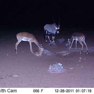 Trail Camera Namibia